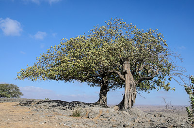 Oman_067.jpg