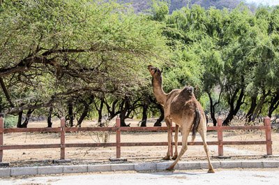 Oman_070.jpg